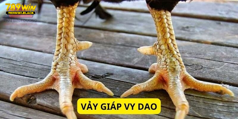 Ba vảy giáp vy đao là hàng cực phẩm mà rất nhiều kê sư ao ước