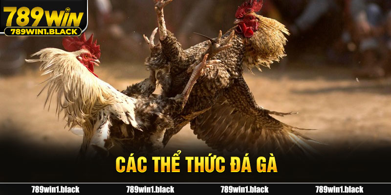 Các thể thức đá gà