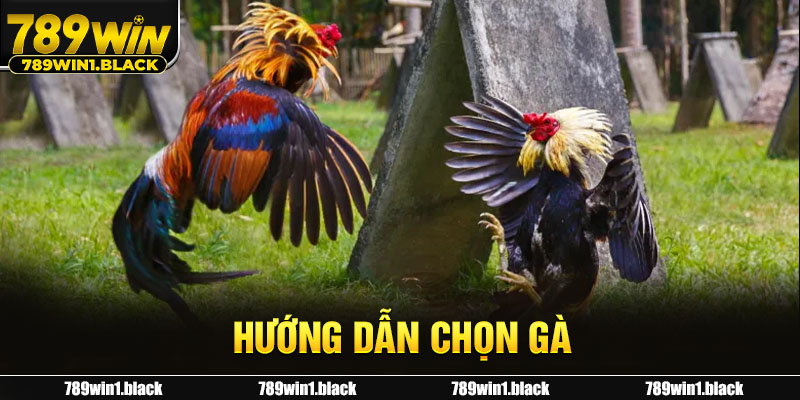 Hướng dẫn chọn gà